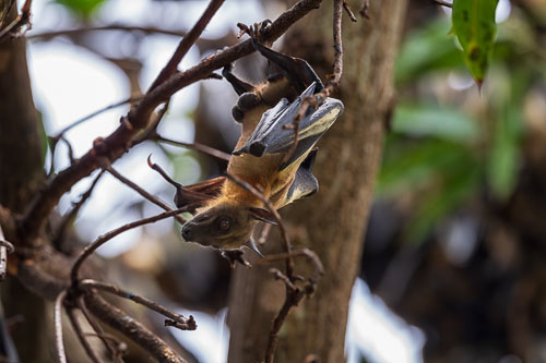 Flughunde 2023-10-27_11-40-59__D062811-Verbessert-RR_Ext-1107.jpg