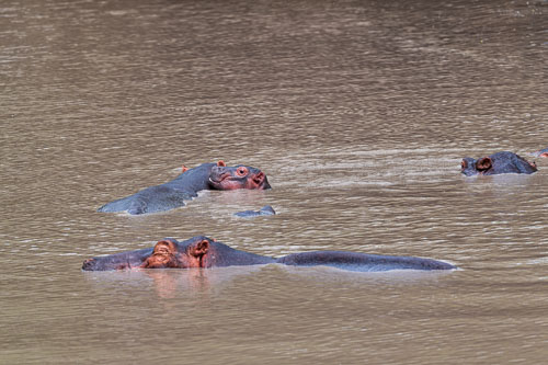 Katavi Nationalpark 2023-10-27_13-31-57__D062830-Verbessert-RR_Ext-1108.jpg