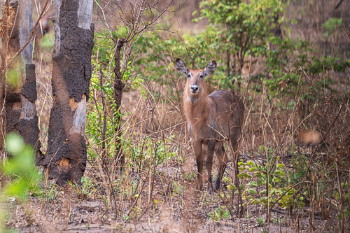 Katavi Nationalpark 2023-10-27_13-55-06__D062835-Verbessert-RR_Ext-1109.jpg