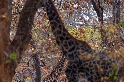 Katavi Nationalpark 2023-10-27_14-28-08__D062837-Verbessert-RR.jpg