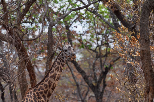 Katavi Nationalpark 2023-10-27_14-28-22__D062839-Verbessert-RR_Ext-1111_Ext-1112.jpg