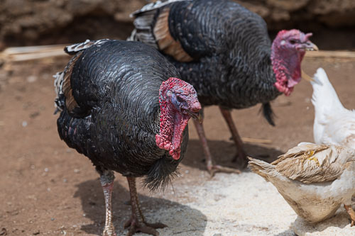 Im Haus der weissen Väter 2023-10-29_12-57-51__D062949.jpg