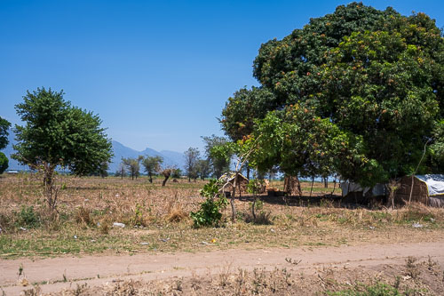 Mangobaum 2023-10-30_10-50-30__Z726741.jpg