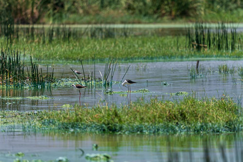 Stelzenläufer 2023-10-30_11-25-34__D063007_Ext-1163.jpg