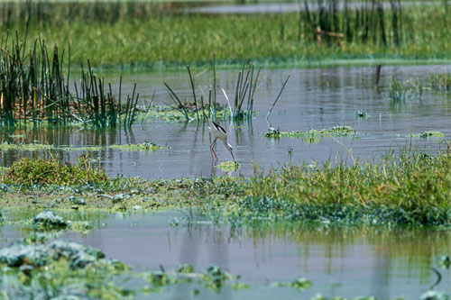 Stelzenläufer 2023-10-30_11-26-10__D063010_Ext-1165.jpg