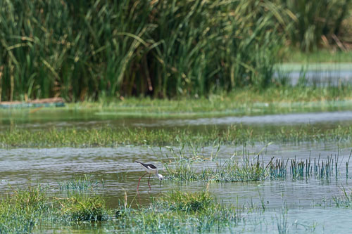 Stelzenläufer 2023-10-30_11-26-36__D063011_Ext-1166.jpg