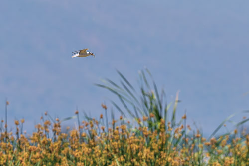 2023-10-30_11-29-13__D063016_Ext-1167.jpg 2023-10-30_11-29-13__D063016_Ext-1167.jpg