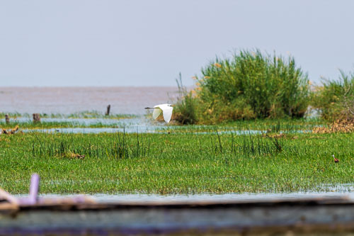 Silberreiher 2023-10-30_11-51-46__D063029_Ext-1174.jpg