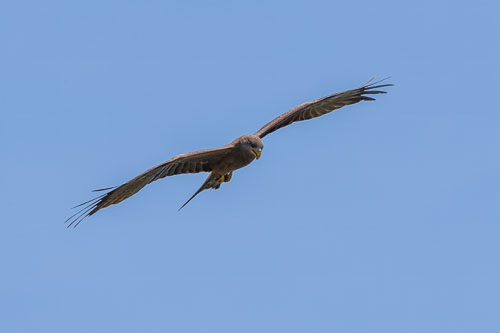 Gelbschnabelmilan (?) 2023-10-30_11-52-29__D063033_Ext-1176.jpg