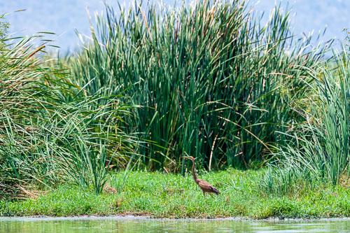 Purpurreiher 2023-10-30_11-57-18__D063048_Ext-1192.jpg