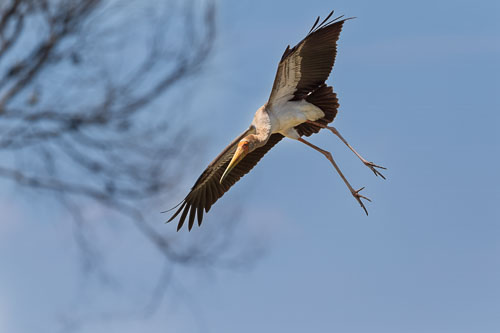 Nimmersatt (Yellow billed stork) 2023-10-30_12-03-27__D063064_Ext-1200.jpg