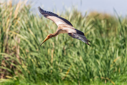 Nimmersatt (Yellow billed stork) 2023-10-30_12-03-28__D063066_Ext-1201.jpg