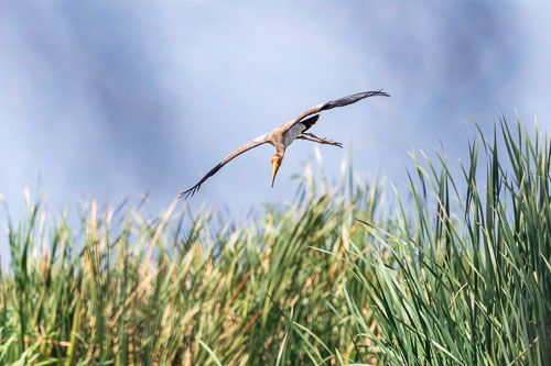 Nimmersatt (Yellow billed stork) 2023-10-30_12-03-35__D063072_Ext-1202.jpg