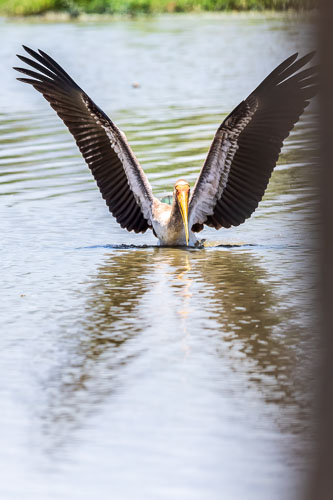 Nimmersatt (Yellow billed stork) 2023-10-30_12-03-37__D063075_Ext-1203.jpg