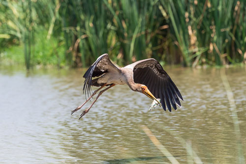 Nimmersatt (Yellow billed stork) 2023-10-30_12-03-51__D063087_Ext-1204.jpg