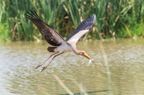 Nimmersatt (Yellow billed stork) 2023-10-30_12-03-51__D063088_Ext-1205.jpg