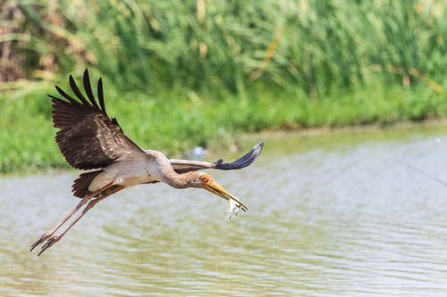 Nimmersatt (Yellow billed stork) 2023-10-30_12-03-51__D063089_Ext-1207.jpg