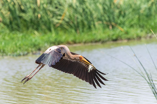 Nimmersatt (Yellow billed stork) 2023-10-30_12-03-51__D063090_Ext-1209.jpg