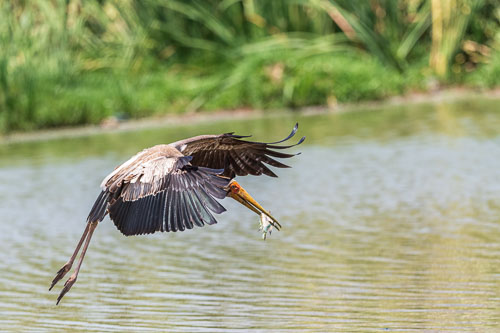 Nimmersatt (Yellow billed stork) 2023-10-30_12-03-52__D063091_Ext-1210.jpg