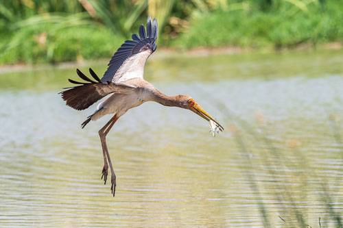 Nimmersatt (Yellow billed stork) 2023-10-30_12-03-52__D063093_Ext-1211.jpg