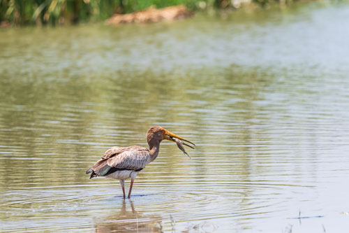 Nimmersatt (Yellow billed stork) 2023-10-30_12-03-59__D063094_Ext-1212.jpg