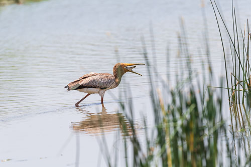 Nimmersatt (Yellow billed stork) 2023-10-30_12-04-18__D063100_Ext-1214.jpg
