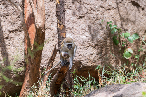Meerkatzen (Velvet Monkey)  auf dem Gelände der Abtei 2023-10-31_09-13-32__D063162_Ext-1227.jpg