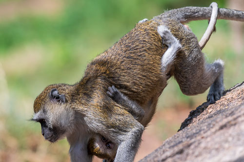 Meerkatzen (Velvet Monkey)  auf dem Gelände der Abtei 2023-10-31_09-13-36__D063167.jpg