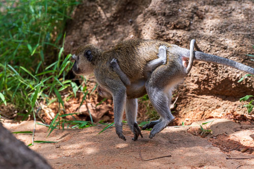 Meerkatzen (Velvet Monkey)  auf dem Gelände der Abtei 2023-10-31_09-13-38__D063168.jpg