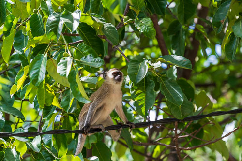 Meerkatzen (Velvet Monkey)  auf dem Gelände der Abtei 2023-10-31_09-15-36__D063171.jpg