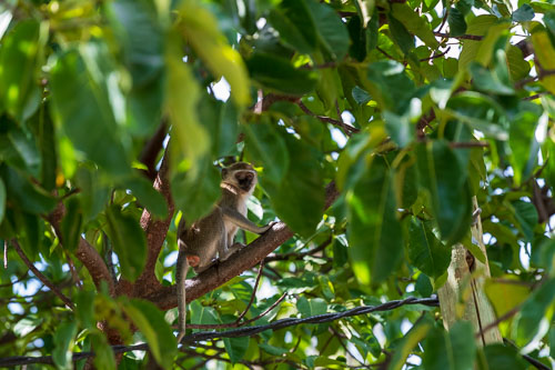 Meerkatzen (Velvet Monkey)  auf dem Gelände der Abtei 2023-10-31_09-15-45__D063172.jpg