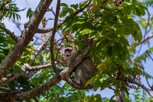 Meerkatzen (Velvet Monkey)  auf dem Gelände der Abtei 2023-10-31_09-17-26__D063175.jpg