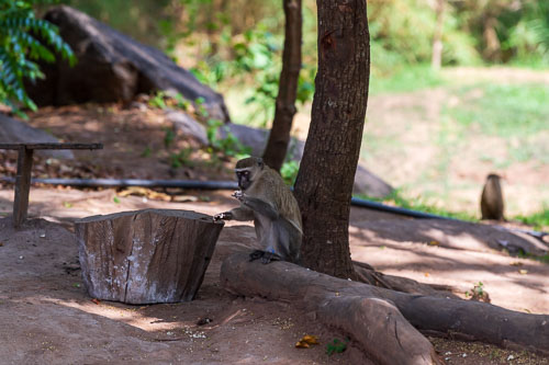 Meerkatzen (Velvet Monkey)  auf dem Gelände der Abtei 2023-10-31_09-22-42__D063182.jpg