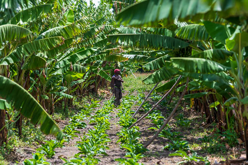 Bananenplantagen 2023-10-31_10-29-26__D063202.jpg