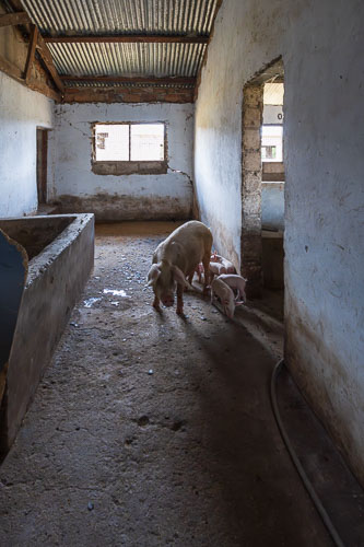 Schweinezucht 2023-10-31_12-36-16__Z726892-Verbessert-RR.jpg