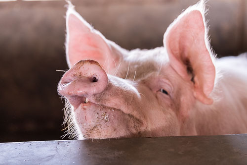 Schweinezucht 2023-10-31_12-36-45__D063230.jpg