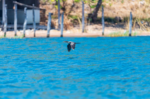 Kormoran 2023-11-01_12-14-33__D063298_Exed-0478.jpg