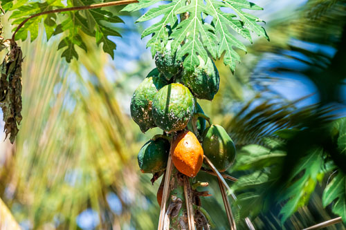 Papaya 2023-11-01_13-31-26__D063357_Exed-0495.jpg