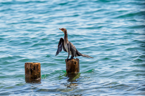 Kormoran 2023-11-01_14-07-03__D063362_Exed-0497.jpg