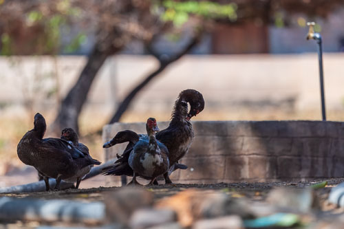 Gänse 2023-11-01_14-14-46__D063366.jpg