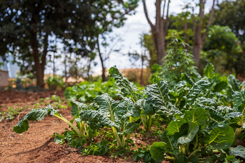 Begehrtes Gemüse 2023-11-02_13-24-13__Z727055.jpg