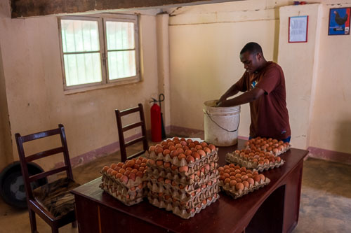 Hühnerzucht 2023-11-04_09-23-01__Z727134.jpg