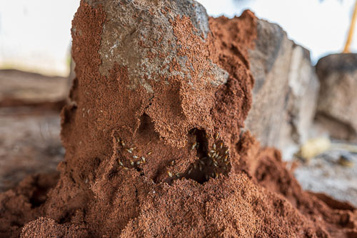 Termiten 2023-11-05_15-01-40__Z727216_Ext-1262.jpg