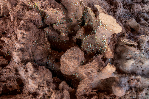 Termiten 2023-11-05_15-07-41__Z727220_Ext-1263.jpg